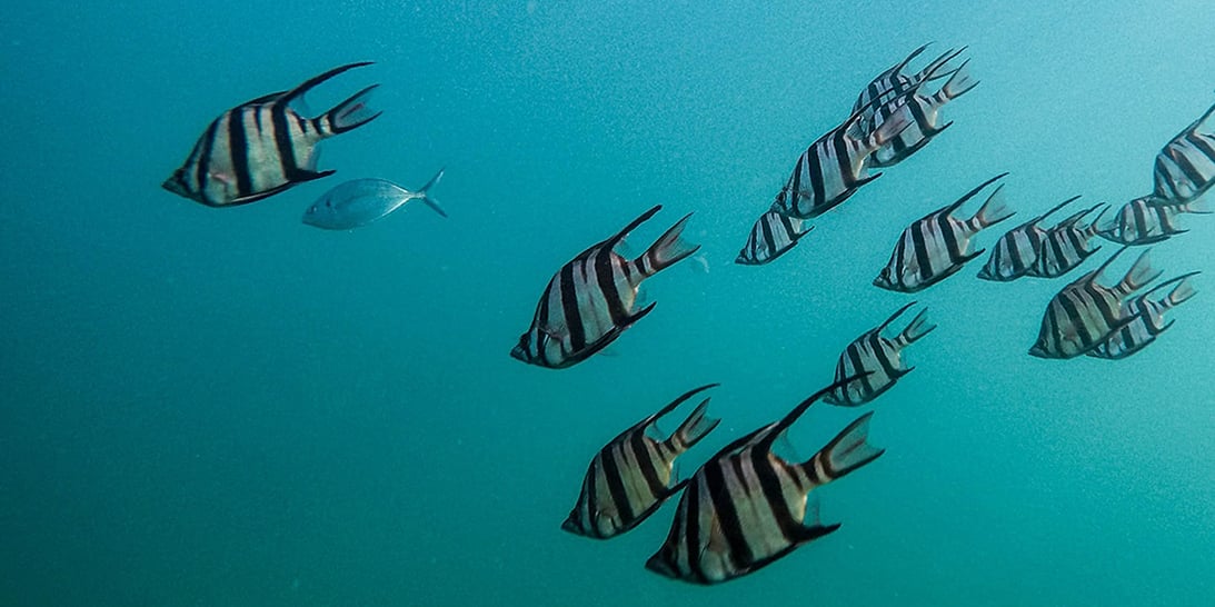 Deep Dive: Building a Kubernetes Operator SDK for Java Developers